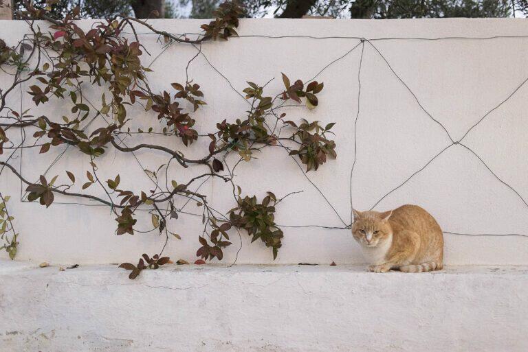 Lacinera, trulli e natura