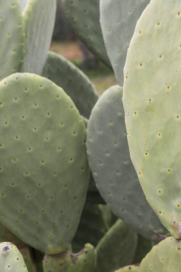 Lacinera, trulli e natura